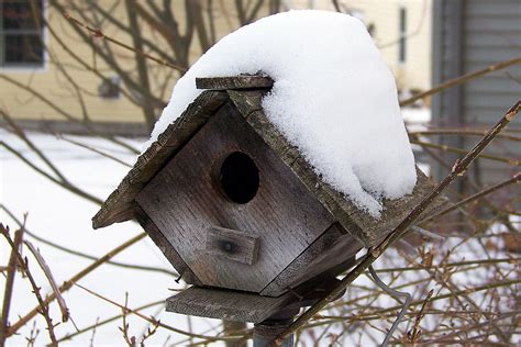 Keep Winter Birds Comfortable With Shelter | Winter bird, Birds, Bird house