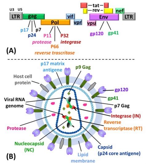 Hiv Labelled Diagram