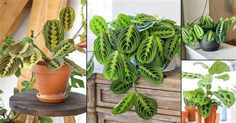 16 Most Beautiful Types of Prayer Plants | Best Maranta Varieties