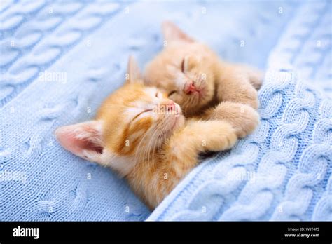 Baby cat sleeping. Ginger kitten on couch under knitted blanket. Two ...