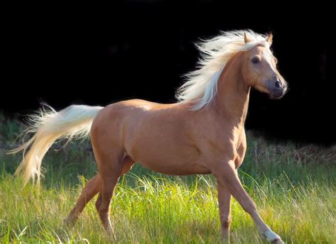 Palomino | Palomino horse, Horses, Horse coat colors