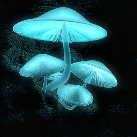 Luminescent mushrooms | Stuffed mushrooms, Mushroom pictures, Glowing ...