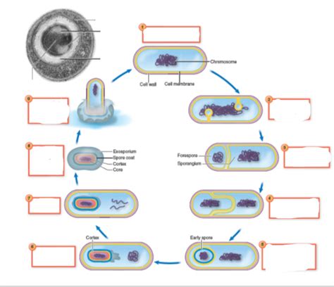 Bacteria spore germination process Diagram | Quizlet