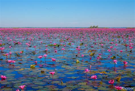 Visiting the Red Lotus Lake, Udon Thani