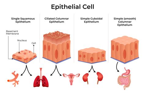 Epithelial Tissue - Introduction, Characteristics, Types, Importance ...