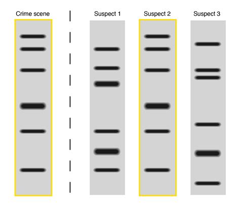 DNA fingerprinting as a tool for social justice – The Pipettepen