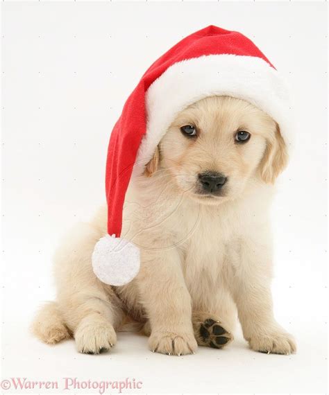 Puppy dog photos, Golden retriever christmas, Golden retriever