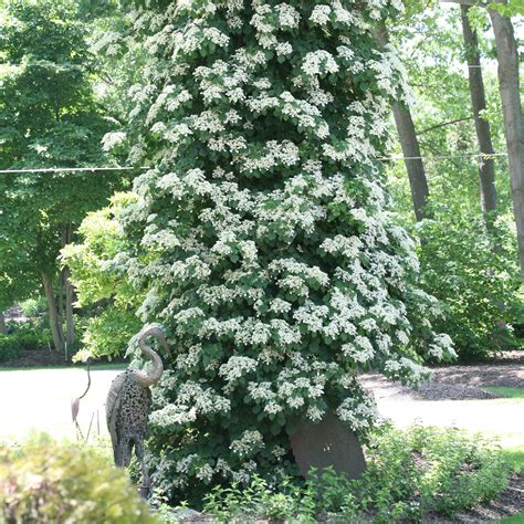 Climbing Hydrangea