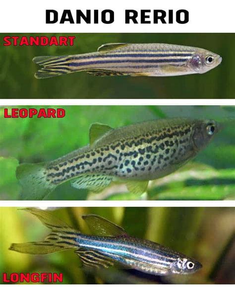 Danio Rerio – Detailed Guide: Care, Diet, and Breeding - Shrimp and ...