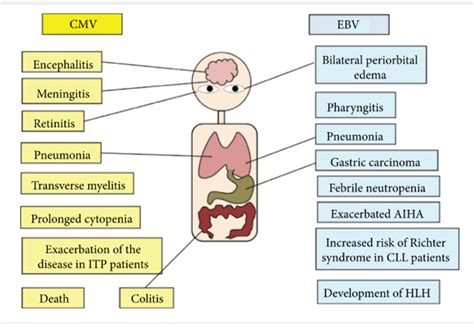 Epstein-Barr Virus (EBV) Antibody Profile | Second Opinion Physician