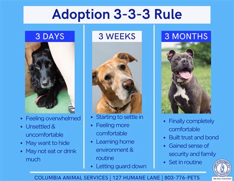 Adoption Services - City of Columbia - Animal Services