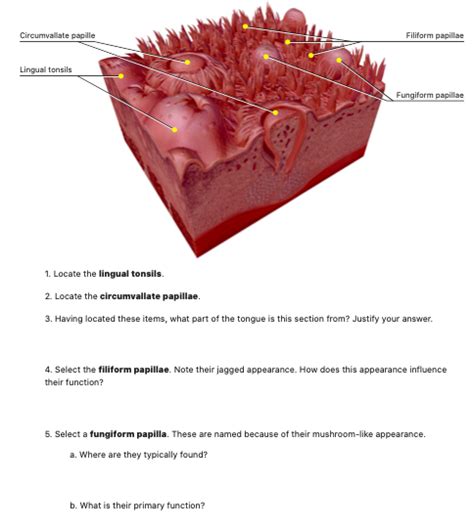 Solved Circumvallate papille Filiform papillae Lingual | Chegg.com