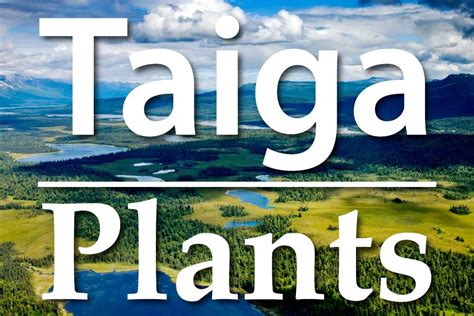 Plants Of The Taiga: A List Of Taiga Plants With Pictures & Facts