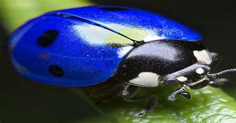 Blue Ladybug - Learn About Nature