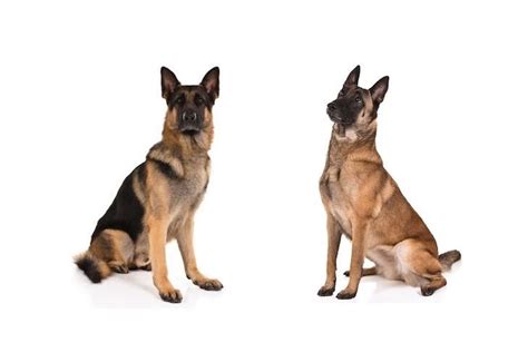 Are Belgians Better Than German Shepherds For Drug Dogs