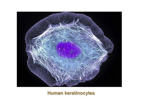 Biology of keratinocytes