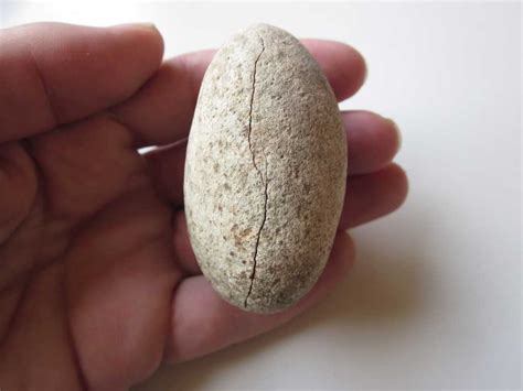 Fossils & Antiques: Authentic Prehistoric Hadrosaur Dinosaur Fossil Egg ...