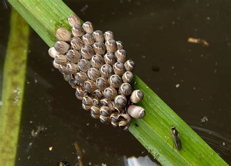 Giant Water Bug Eggs | Eggs of the Giant Water Bug (Lethocer… | Flickr