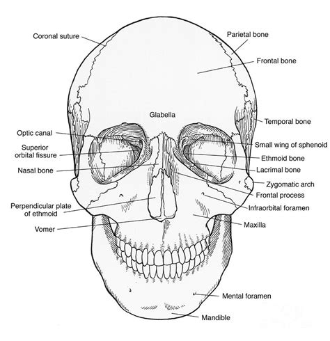 Illustration Of Anterior Skull Photograph by Science Source - Fine Art ...