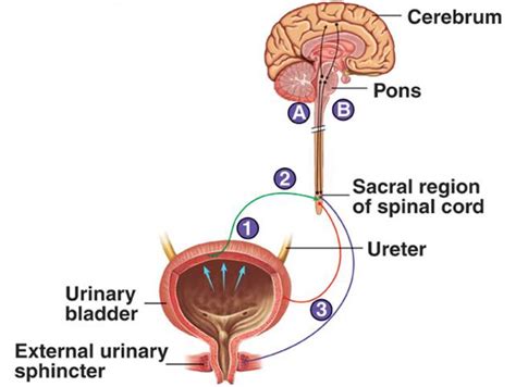 micturition: MICTURITIONMICTURITION Micturition is the process by which ...