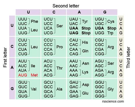 How to Read the Amino Acids Codon Chart