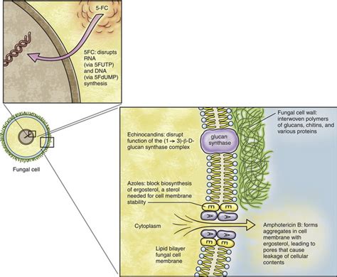 Antifungal Drugs | Veterian Key