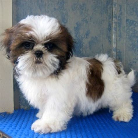 Pin on I ♥ Shihtzu ♡dogs!