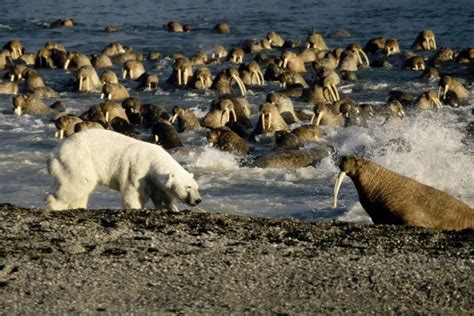 Polar Bear vs Walrus • Polar Bear Facts