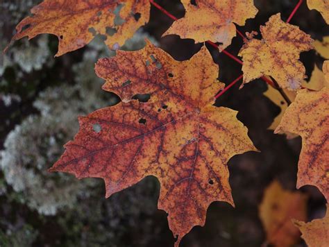 Photo gallery: Fall color arrives in northern Minnesota | MPR News