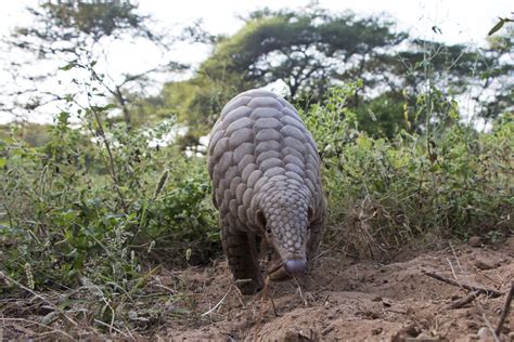 Conservation - Save Pangolins