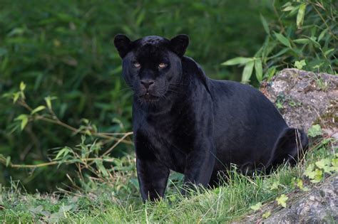 Meet the Americas’ black (big) cat: six facts about black jaguars - WWF.CA