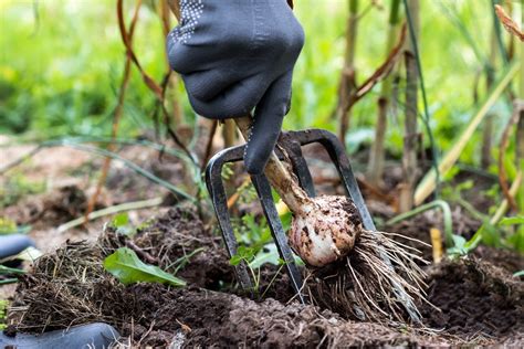 Cultiver de l’ail : comment planter, cultiver, récolter et conserver ...