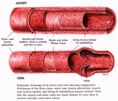 Cardiovascular: Blood Vessels