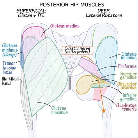 Gross Anatomy Glossary: Posterior Hip Muscles | ditki medical ...