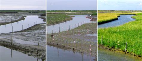 The Forest and Landscape Restoration Mechanism | Food and Agriculture ...