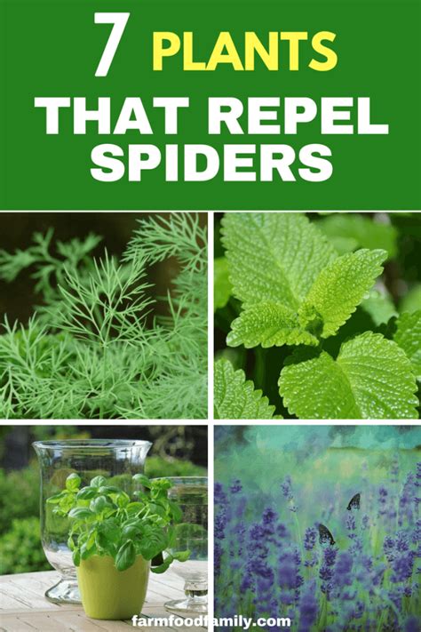 Natural Spider Repellents: 7 Plants That Repel Spiders - Farm.Food ...