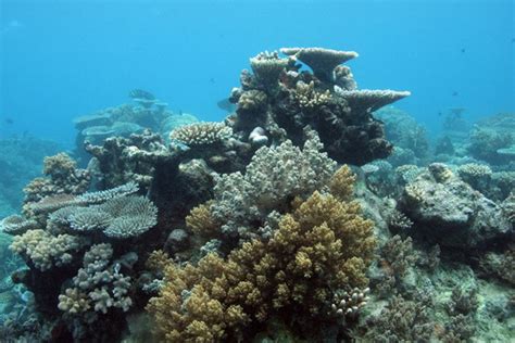 IMPORTANCE OF CORAL REEFS AND MANGROVES: IMPORTANCE OF CORAL REEFS AND ...