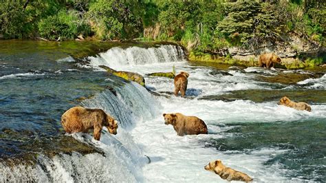 Katmai National Park's Bear Cam Is Out of Hibernation | Condé Nast Traveler