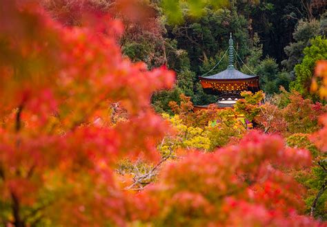 2019 Japan Fall Colors Forecast & Autumn Foliage Viewing Guide - Travel ...