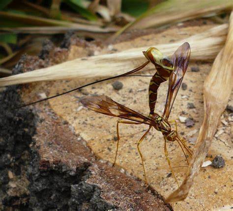 The Kittalog: Giant ichneumon wasp (Megarhyssa macrurus)