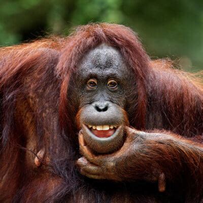 Orangutan Tries On Sunglasses After Zoo Visitor Drops Them