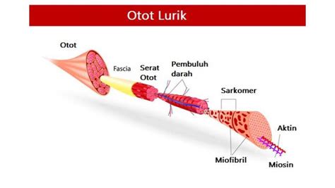 Ciri-Ciri Otot Lurik Lengkap dengan Pengertian dan Sifatnya