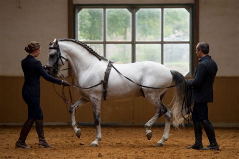 Love for the Iberian horse - Equilife World