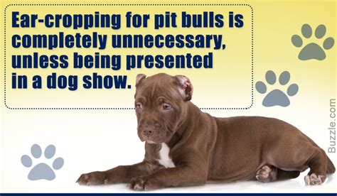 The True Purpose of Ear Cropping in Pit Bulls and Its Pros and Cons ...