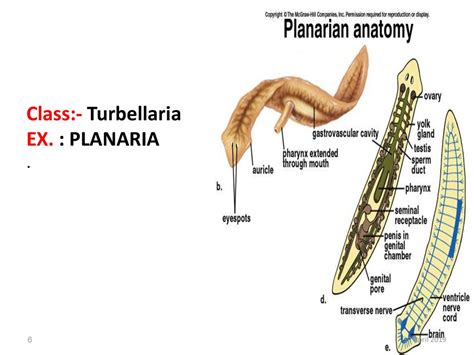 Inspirasi Top Turbellaria Life Cycle