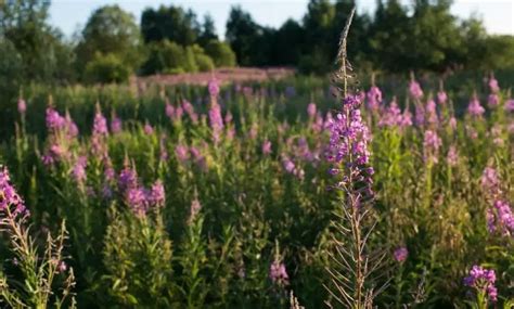 4 Potent & Powerful Small Flowered Willow Herb Benefits