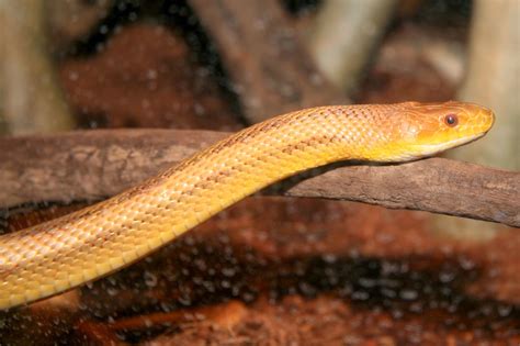 Rules of the Jungle: Yellow Rat Snake