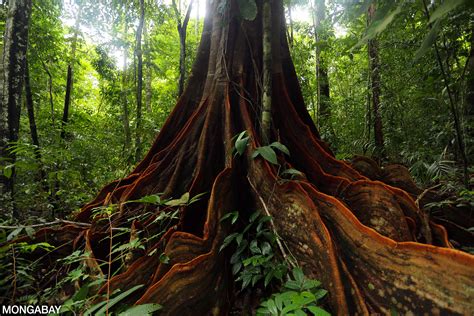 The ground layer of the rainforest