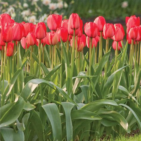 Longfield Gardens Tulip Red Impression Bulbs (100-Pack) (With images ...