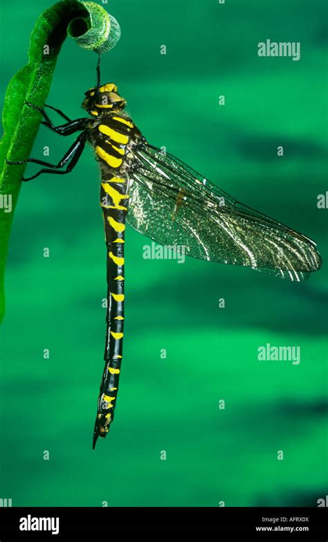 Golden ringed dragonfly Stock Photo - Alamy